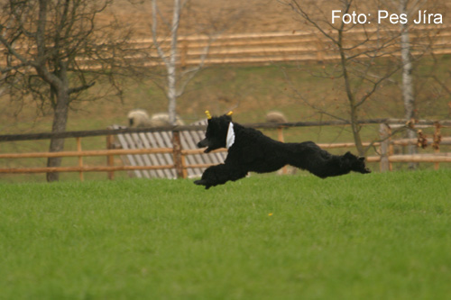 Coursing (picture 2)