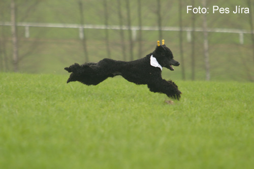 Coursing (picture 4)