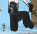 Poodle Club Show 2006